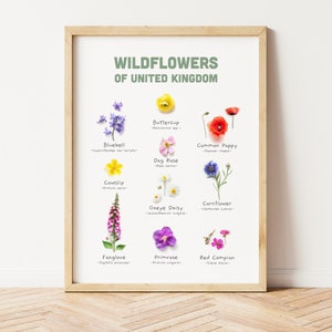 Wildblumen von Vereinigtes Königreich, botanische Wandkunst Blumenkunst druckt Pflanzen in England, Vereinigtes Königreich