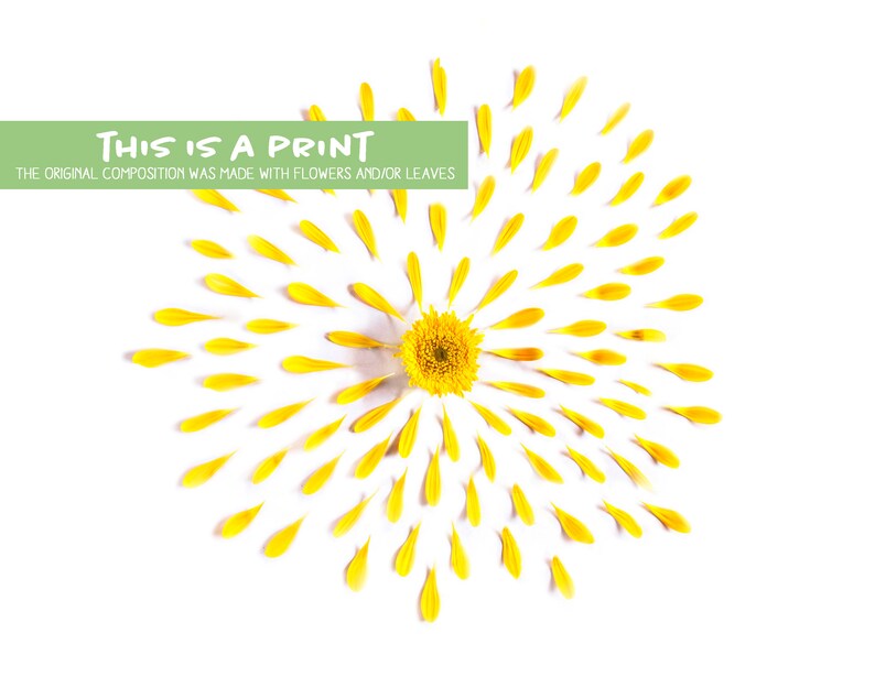 yellow daisy petals art