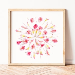 Alstroemeria, über dem Bett Wanddekor, botanische Illustration, Blush rosa Wandkunst, rosa Blumendruck