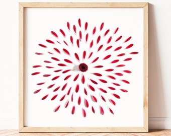 May include: A framed print of a red flower with petals arranged in a circular pattern on a white background.