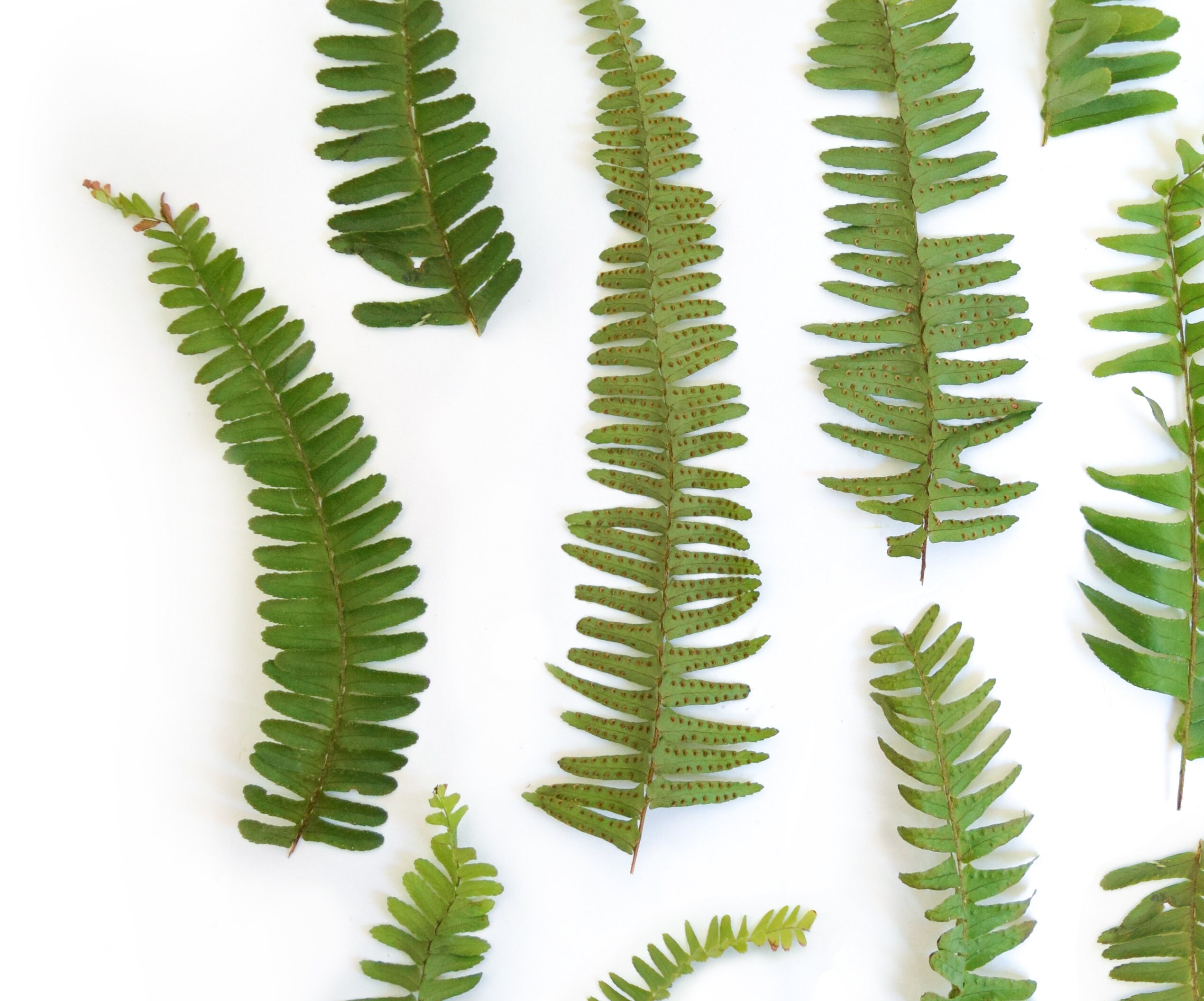 Fern print Botanical print wall art Tropical leaf print | Etsy