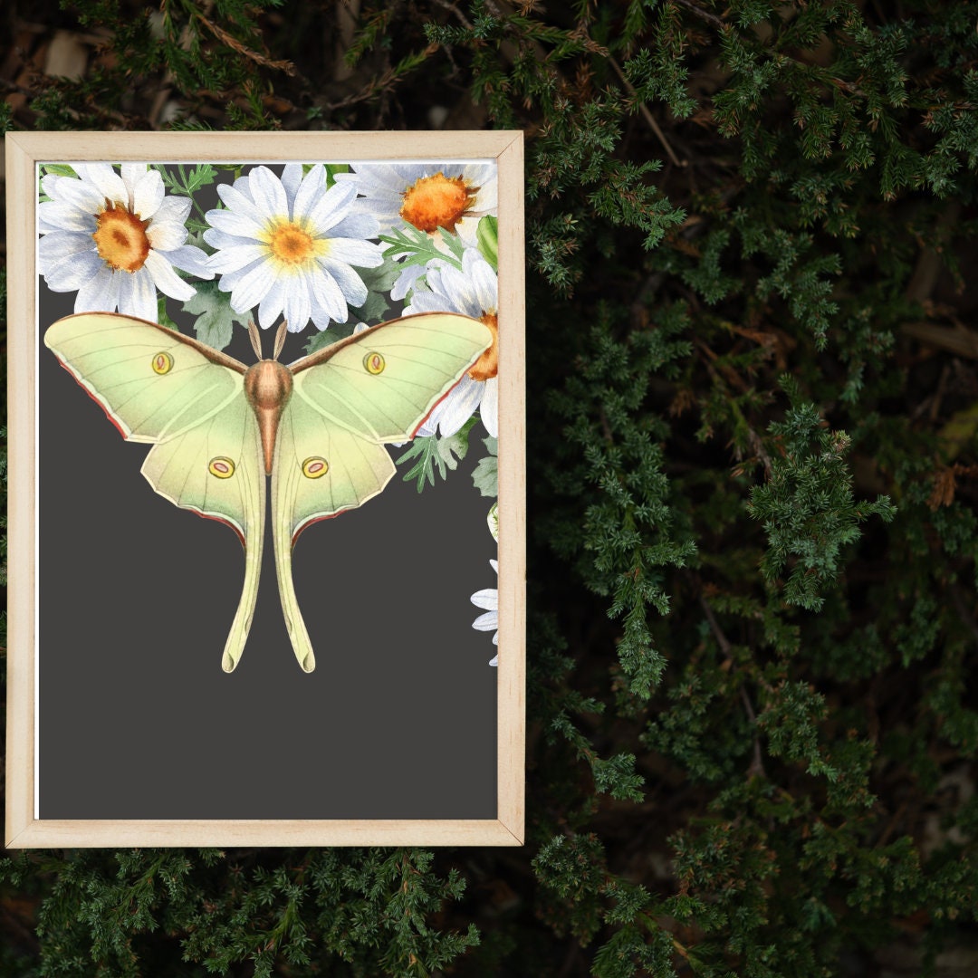 Vintage Style Luna Moth Art Print, Nursery Decor, Cottage Core Decor ...