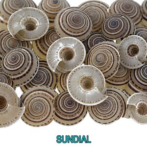Puede incluir: Primer plano de un grupo de pequeñas conchas blancas y marrones con un patrón en espiral. Las conchas están dispuestas en un patrón aleatorio y todas mirando hacia arriba. La palabra "SUNDIAL" está impresa en letras azules en la parte inferior de la imagen.