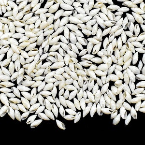 May include: A close-up of a large quantity of small, white seashells. The shells are smooth and oval-shaped, with a slight curve to them. They are scattered randomly on a black background.