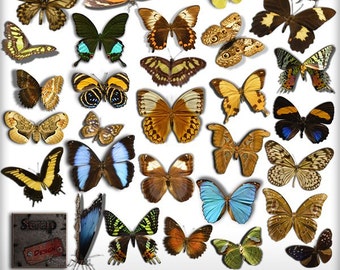 Butterflies