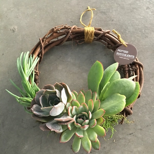 SUCCULENT/Potted Succulents/Succulent Arrangement/Succulent Centerpiece/Succulent Gift in Grapevine Succulent Wreath (8 inch Diameter)