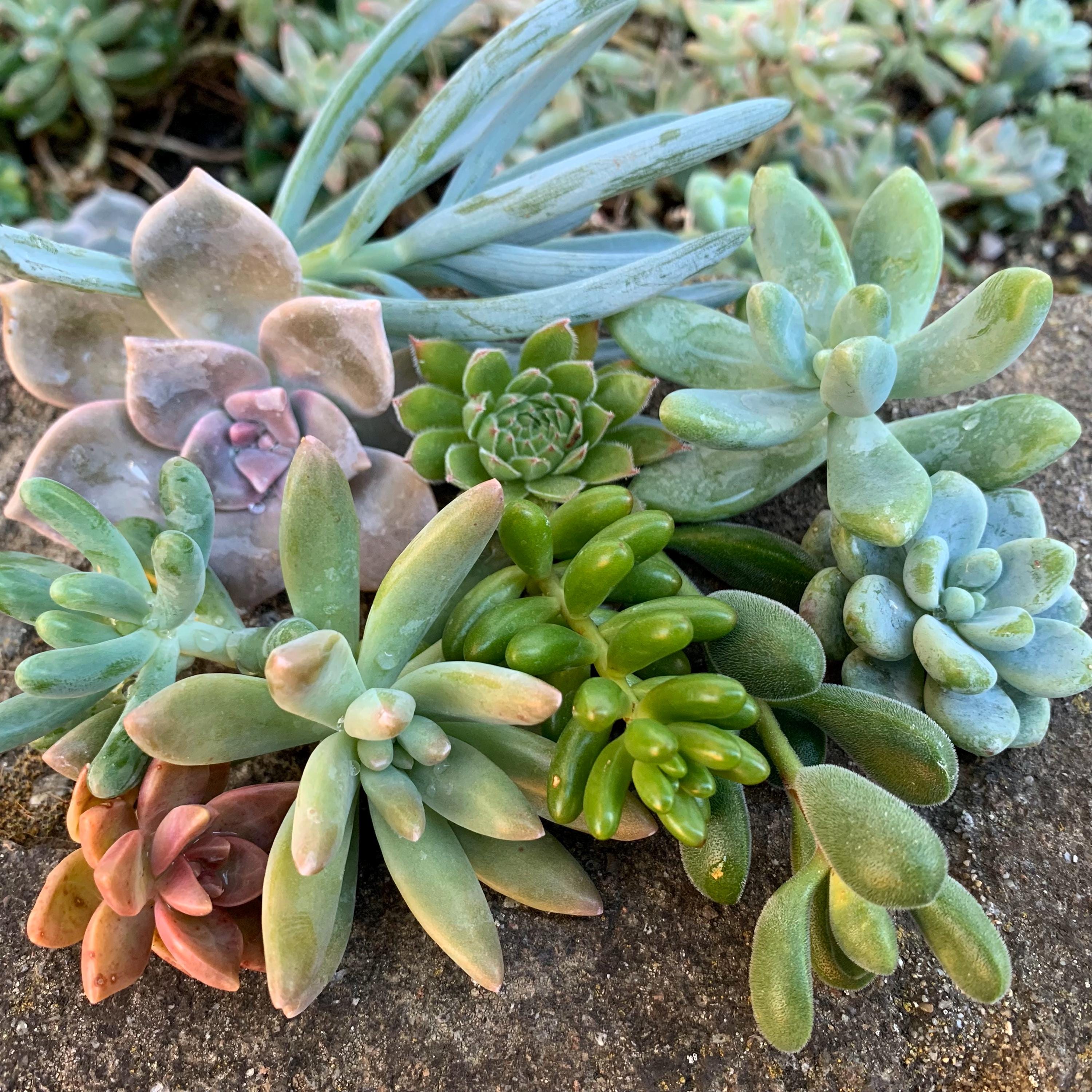 その他多肉植物 vegas and Hayford Set of 10 plants each 10-pack of Succulents - Hardy & Resilient Succulent Cuttings