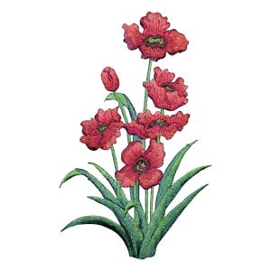 May include: A cluster of red poppy flowers with green leaves. The flowers are in bloom and have a delicate, ruffled appearance.