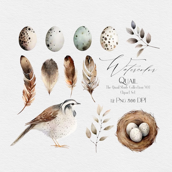 Quail Eggs Feather Clip Art Set - Illustration Instant Download