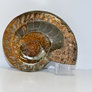 Pyritized Ammonite Fossil From Russia | collectible | ammonite decore specimen | collectible 700 grams
