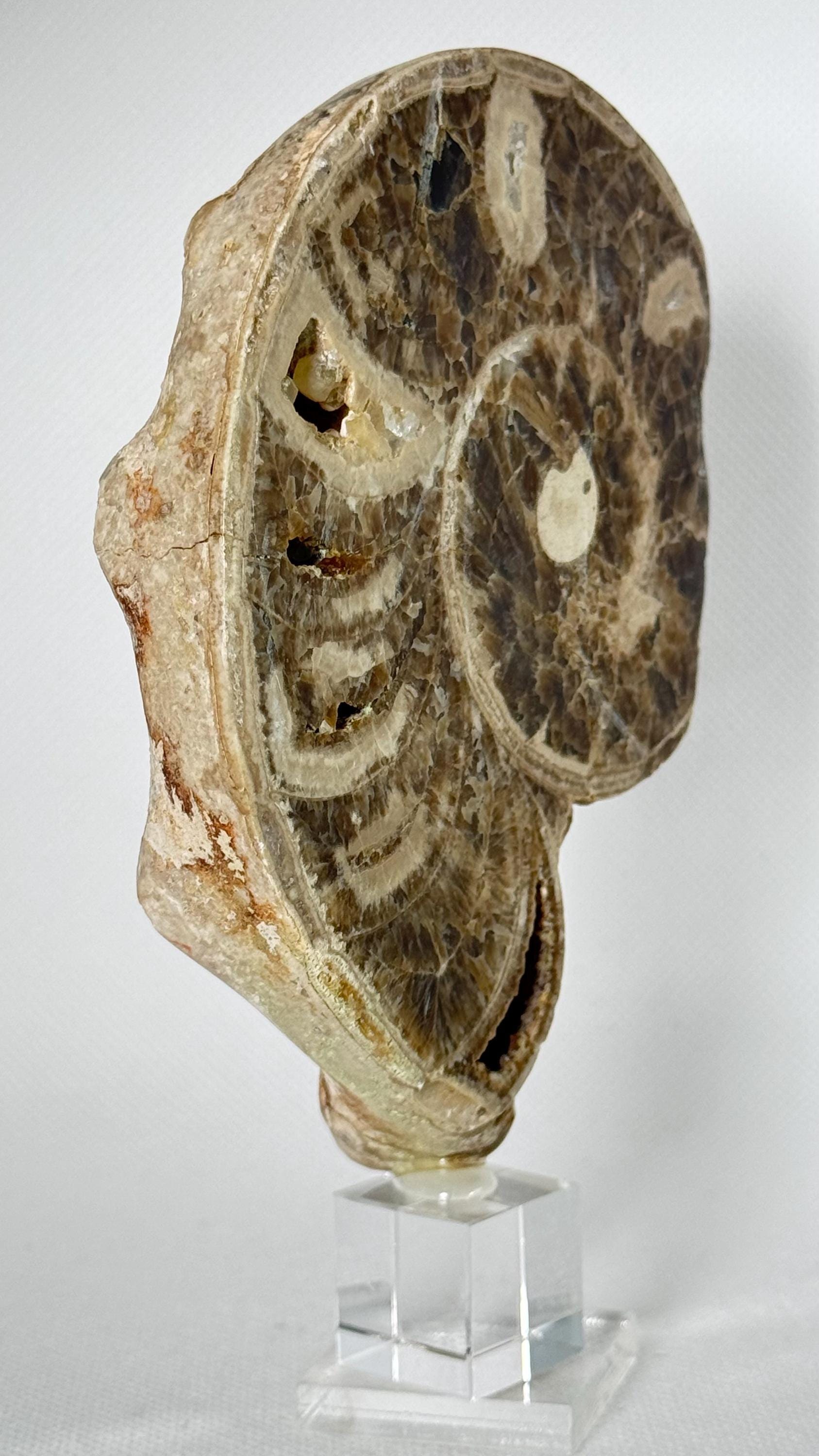 アンモライトの装飾品 | 収集用アンモライト | 化石アンモライト