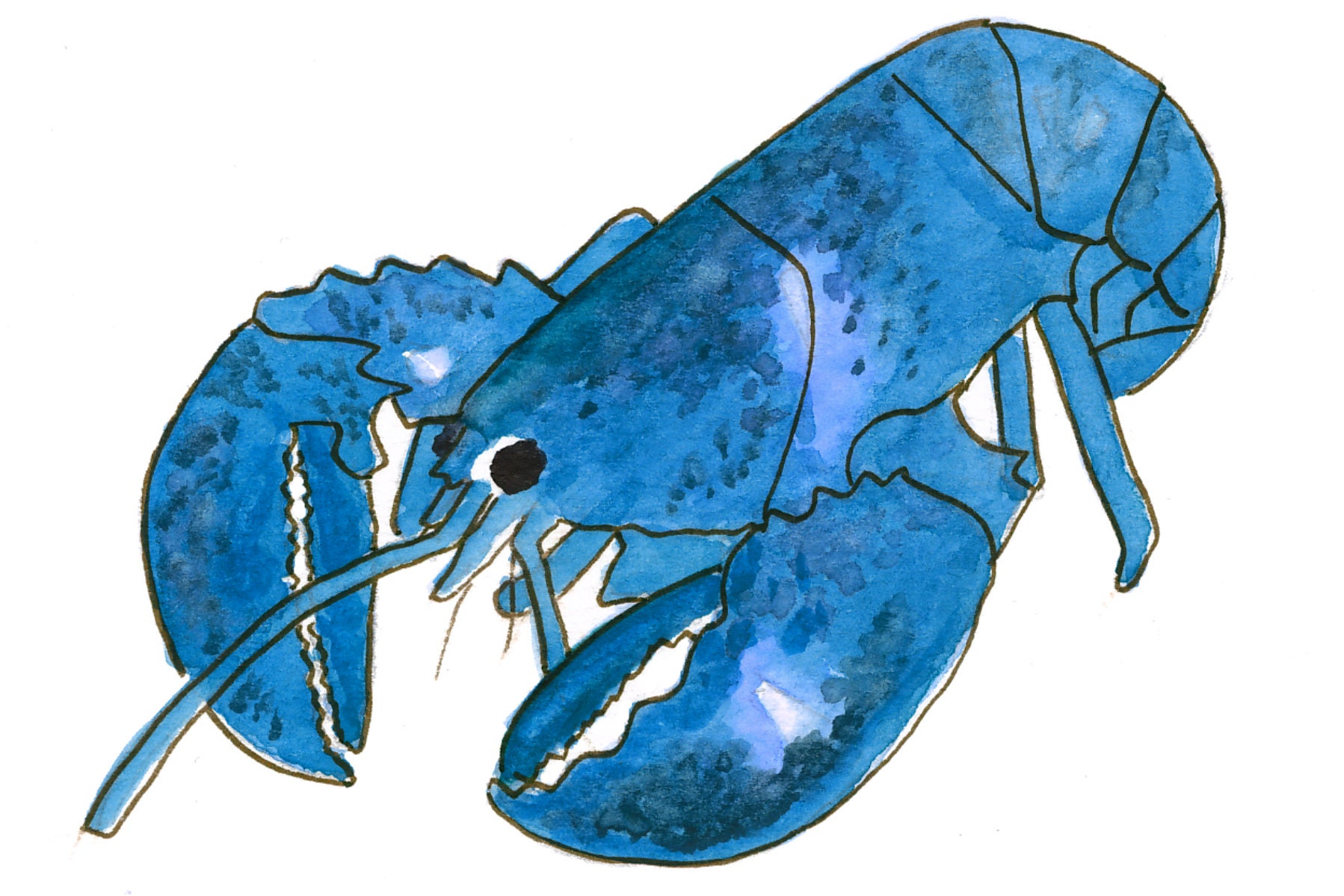 Blue Lobster Art Lobster Watercolor Print Coastal Home Etsy