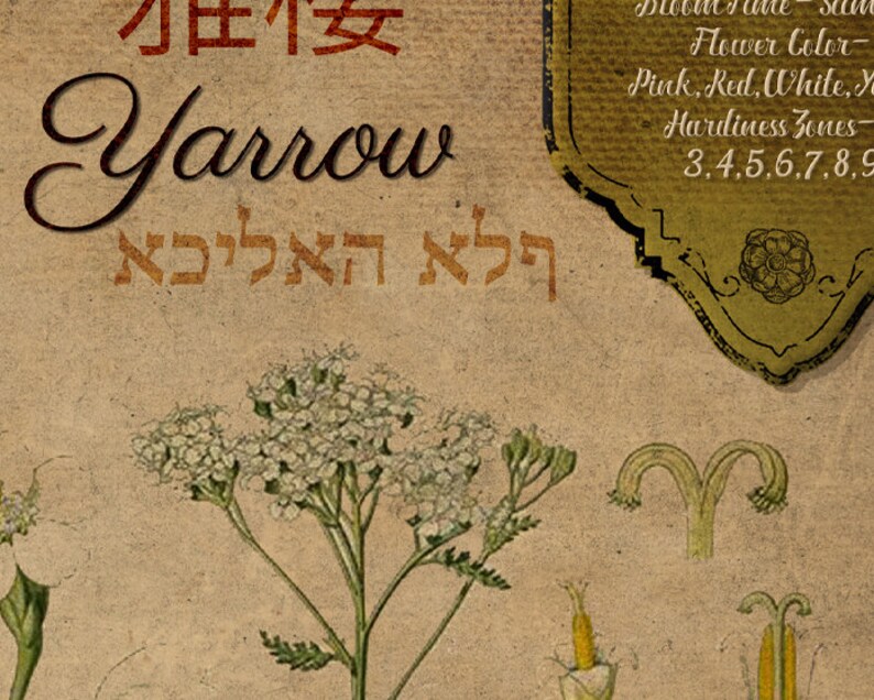 Printable Book of Shadows Herblore Pages Vol 1 Herbarium Etsy