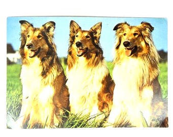Cartolina gigante vintage Collie - 9,5 pollici x 6,5 pollici - Cartoline per cani Cartolina vintage per cani Cartolina vintage per cani