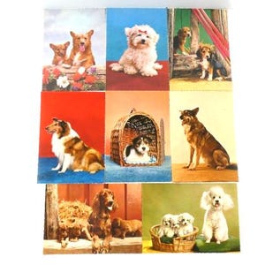1 carte postale vintage pour chien, carte postale vintage pour chien, carte postale ancienne pour chien colley, carte postale à collectionner, cadeau pour amoureux des chiens