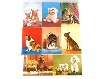 1 Vintage Dog Postcard Vintage Dog Postcard Antique Collie Dog Postcard Collectible Postcard Dog Lover Gift