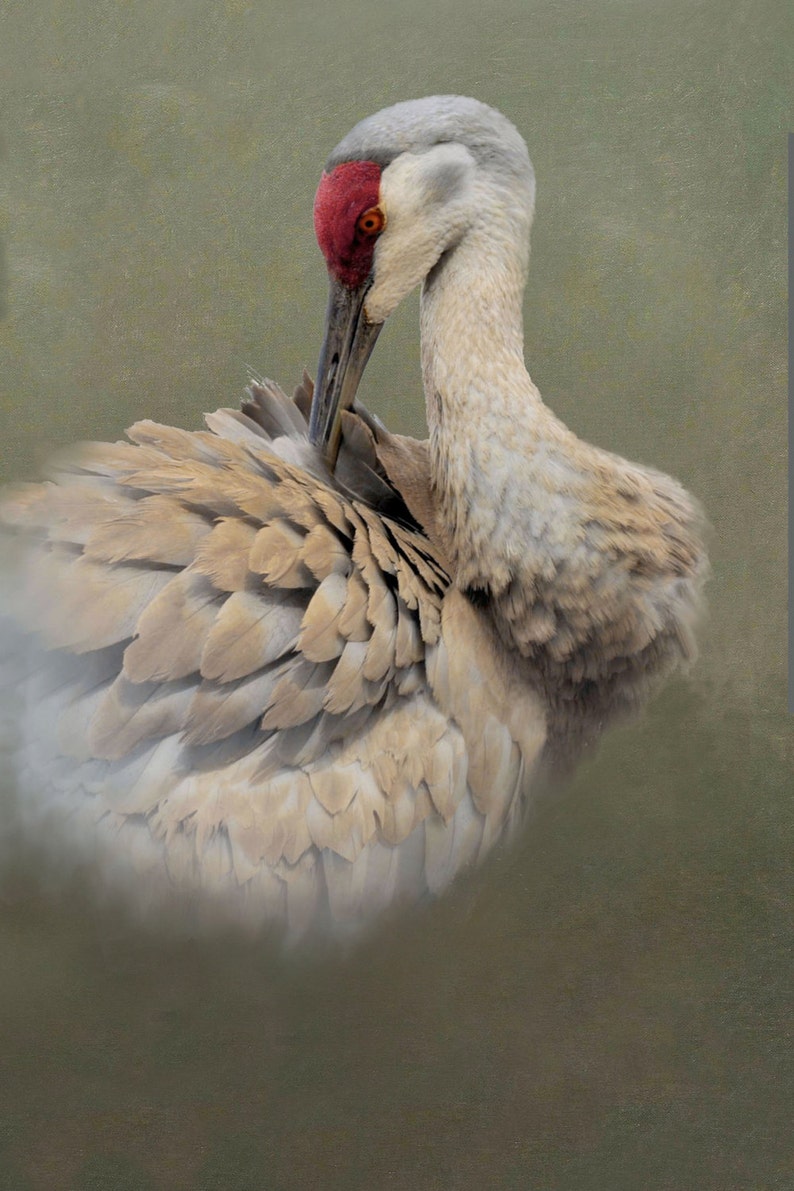 Sandhill Crane Giclee Art Print Canvas from original