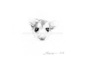 Possum Head Original drawing