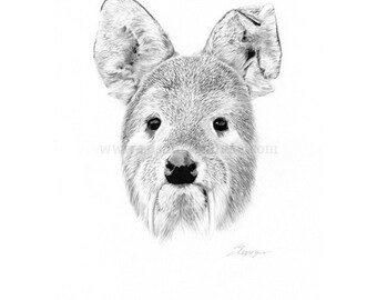 Chinese Water Deer (Vampire Deer) Head Original Drawing