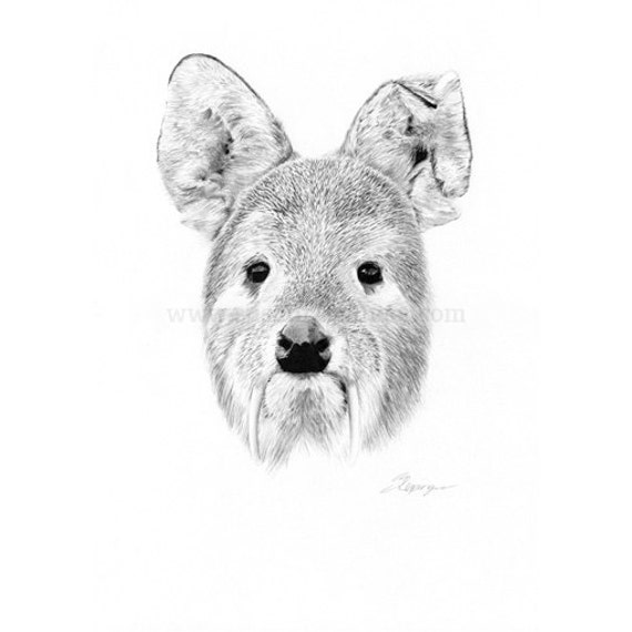 Chinesische Wasser Hirsch Vampir Etsy