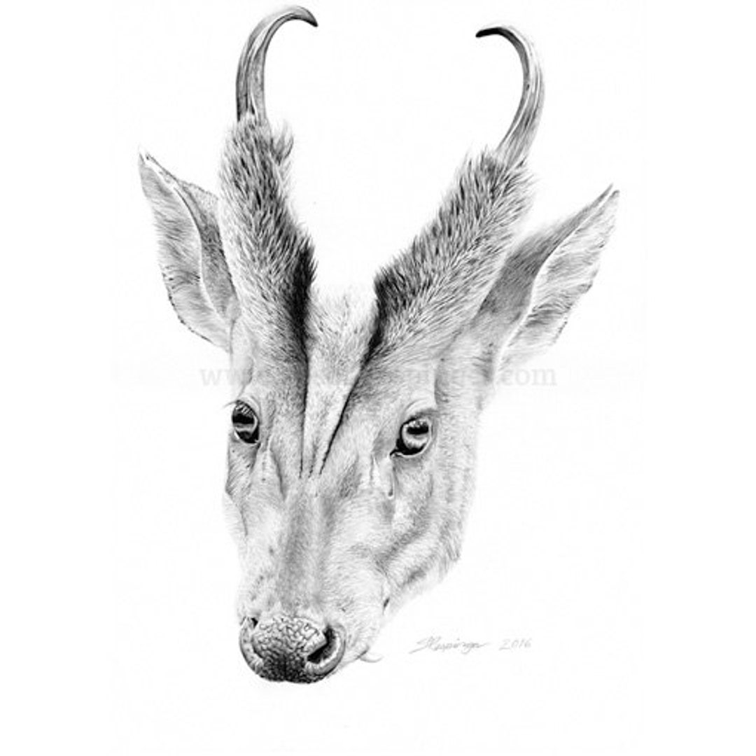 Barking Deer Head Limited Edition Print Etsy Australia