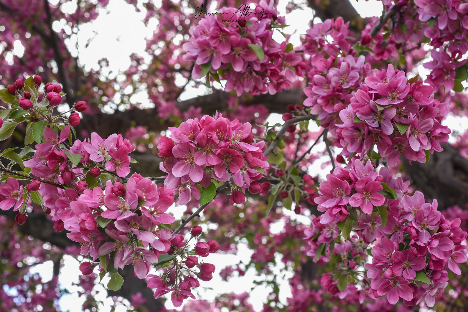 Crab Apple Blossom Tree Ottawa Ontario Spring Time Etsy