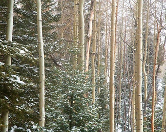 Winter Aspens-Wall Art-Winter-Aspens-Trees-Mountain Decor-Southwestern Decor-New Mexico-Large Wall Art-Art Print