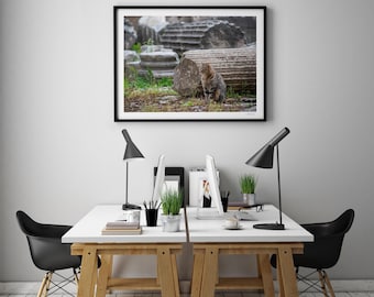 Rome Cat-Forum-italy-Fine Art Poster Print