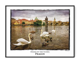 Swans of the Vltava-Prague-fine art poster print