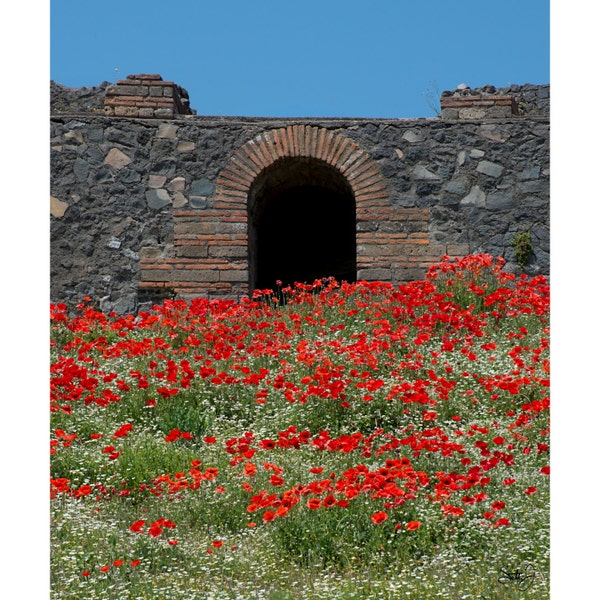 Poppies of Pompeii-Italy Wall Art-Poppies-Flowers-Spring Flowers-Extra Large Wall Art-Pompeii-Wanderlust Gift-Art Print-Travel Photography