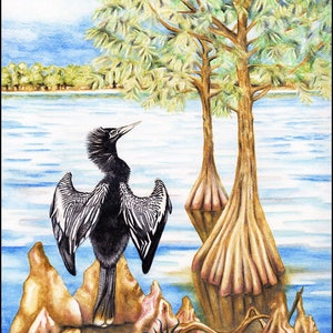 Anhinga, Bird Prints, Round or Square Coasters, Original Bird Artwork ...
