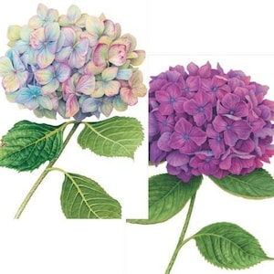 May include: Two watercolor paintings of hydrangea flowers. The first painting features a light blue and purple hydrangea with green leaves. The second painting features a purple hydrangea with green leaves.