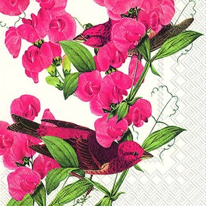 Puede incluir: Una ilustración vintage de un pájaro rosa posado en una rama de flores de guisante de olor rosas. El pájaro está mirando hacia la derecha y tiene un pico largo y delgado. Las flores están en plena floración y tienen una apariencia delicada y femenina.