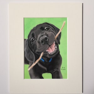 May include: A black Labrador Retriever puppy with a blue collar is holding a stick in its mouth. The puppy is looking at the camera with a happy expression. The background is a green colour.