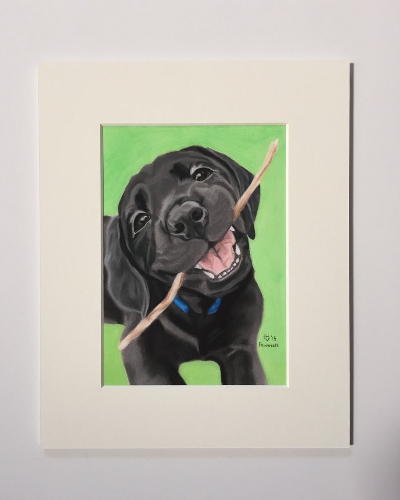 May include: A black Labrador Retriever puppy with a blue collar is holding a stick in its mouth. The puppy is looking at the camera with a happy expression. The background is a green colour.