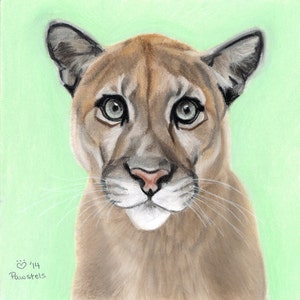 Cougar/Mountain Lion Art Print, Wildlife Decor, - Fine Art Giclee Print of an Original Pawstel