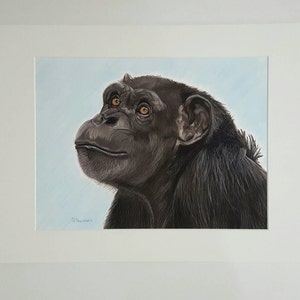 Chimpanzee Art Print, Monkey Art and Decor, Annie the Chimp Portrait Fine Art Giclee Print of an Original Pawstel image 2