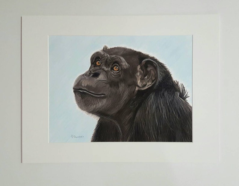 Chimpanzee Art Print, Monkey Art and Decor, Annie the Chimp Portrait Fine Art Giclee Print of an Original Pawstel image 2