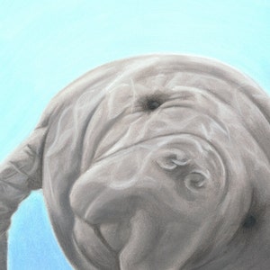Manatee Art Print, Manatee Gift, Ocean Decor, Florida Art - Fine Art Giclee Print of an Original Pawstel
