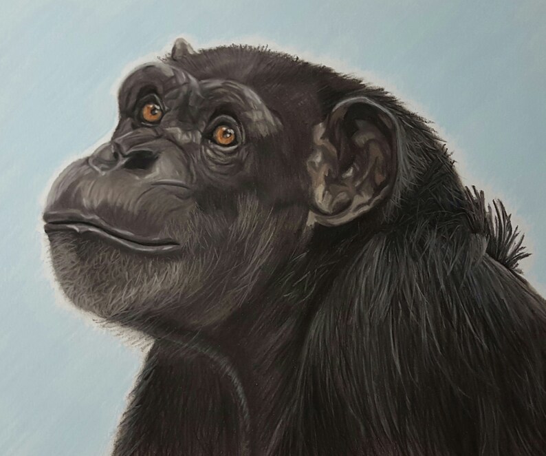 Chimpanzee Art Print, Monkey Art and Decor, Annie the Chimp Portrait Fine Art Giclee Print of an Original Pawstel image 1