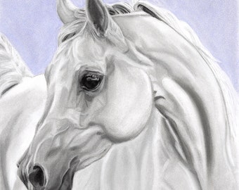 White Arabian Horse Art Print, Horse Portrait - Fine Art Giclee Print of an Original Pawstel