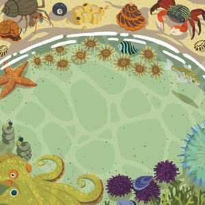May include: A colorful illustration of a variety of sea life, including an octopus, starfish, sea urchins, anemones, and a crab. The illustration is set against a green background with a white border.