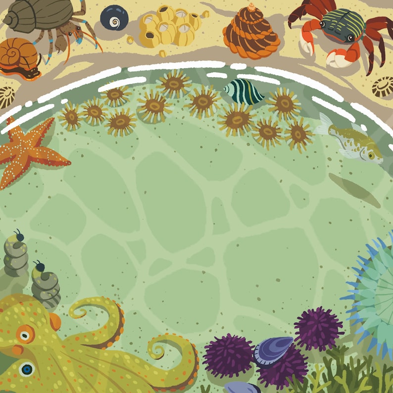 May include: A colorful illustration of a variety of sea life, including an octopus, starfish, sea urchins, anemones, and a crab. The illustration is set against a green background with a white border.