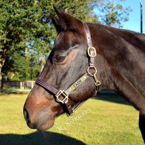 Leather Halter With Nameplate Etsy