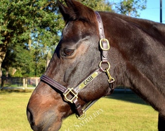Peut inclure: Un cheval brun foncé portant un licol en cuir avec le nom "CASH" sur une plaque en laiton. Le licol a des coutures blanches et une quincaillerie dorée. Le cheval se trouve dans un champ herbeux avec des arbres en arrière-plan.