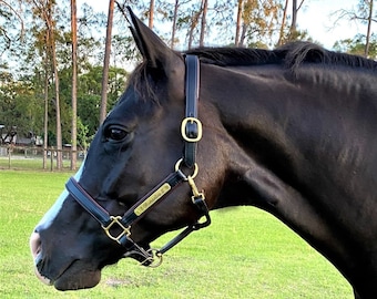 Peut inclure: Un licol de cheval en cuir noir avec des ferrures dorées. Le licol est sur un cheval foncé avec une raie blanche sur le visage. Le licol porte l'inscription "B. Romandini II". L'arrière-plan montre de l'herbe verte et des arbres.