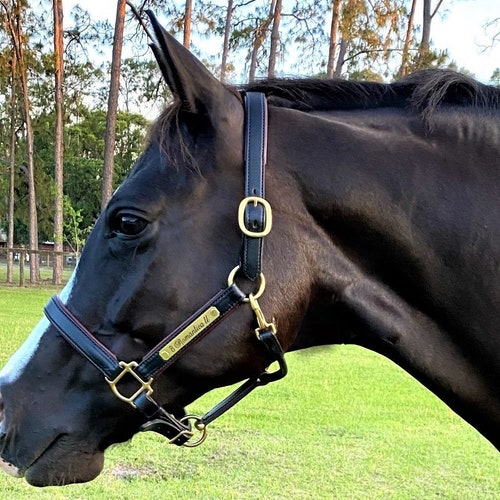 Leather Horse Halter With Custom Brass Nameplate Made in the Etsy