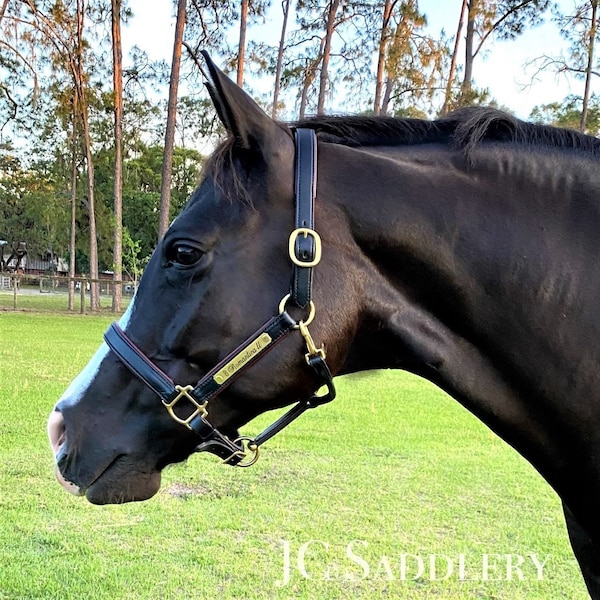 Soft Padded Leather Horse Halter with Custom Engraved Nameplate - Made in the USA