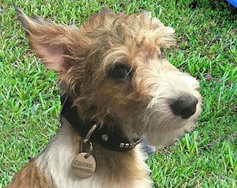 Peut inclure: Un chien de race mixte terrier avec une fourrure beige et blanche, portant un collier noir clouté et une étiquette métallique avec l'inscription "Cheerio 008-963". Le chien est assis sur de l'herbe verte.