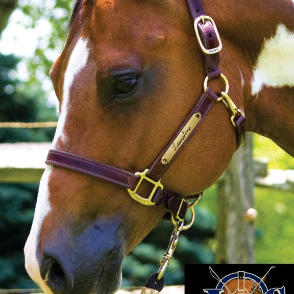 Leather Halter With Nameplate Etsy